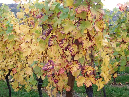 Vignoble de Dorlisheim,  15 min  pied du Gte en Alsace